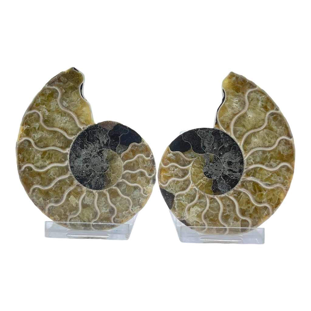Ammonite (Cleoniceras) Sliced