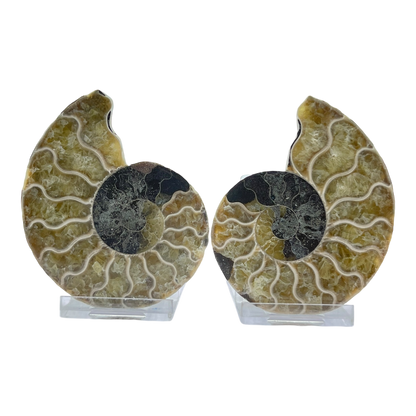 Ammonite (Cleoniceras) Sliced