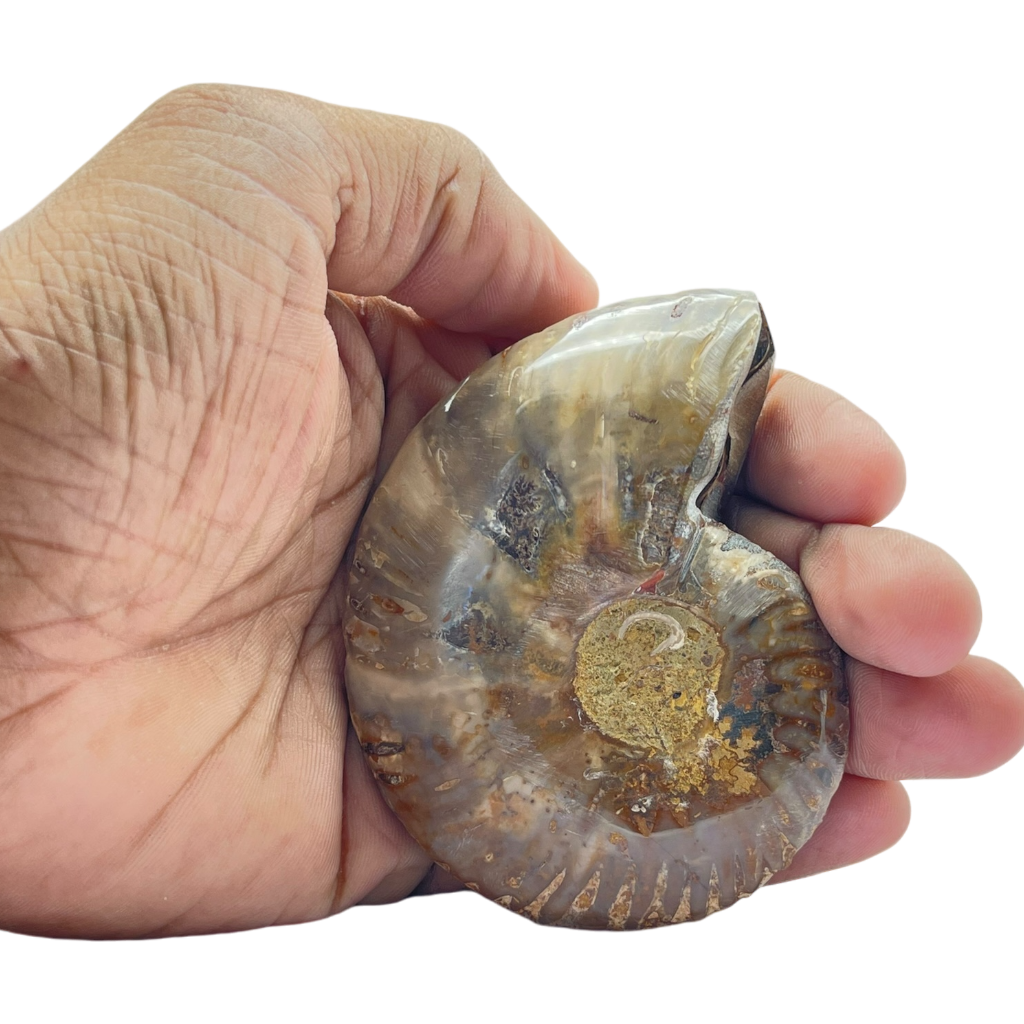 Ammonite (Cleoniceras) Sliced