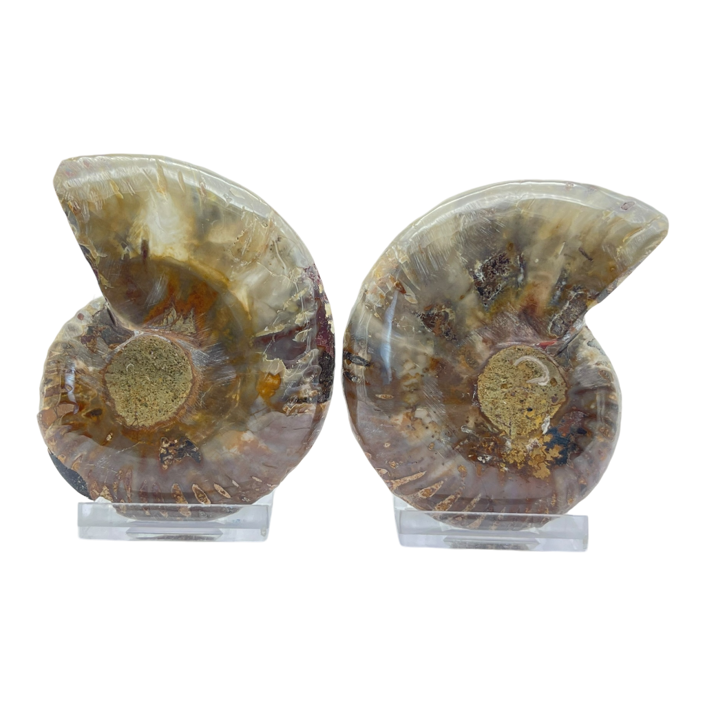 Ammonite (Cleoniceras) Sliced