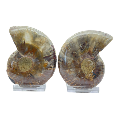 Ammonite (Cleoniceras) Sliced