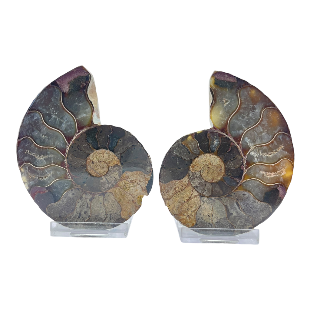 Ammonite (Cleoniceras) Sliced