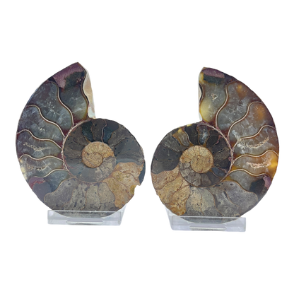 Ammonite (Cleoniceras) Sliced