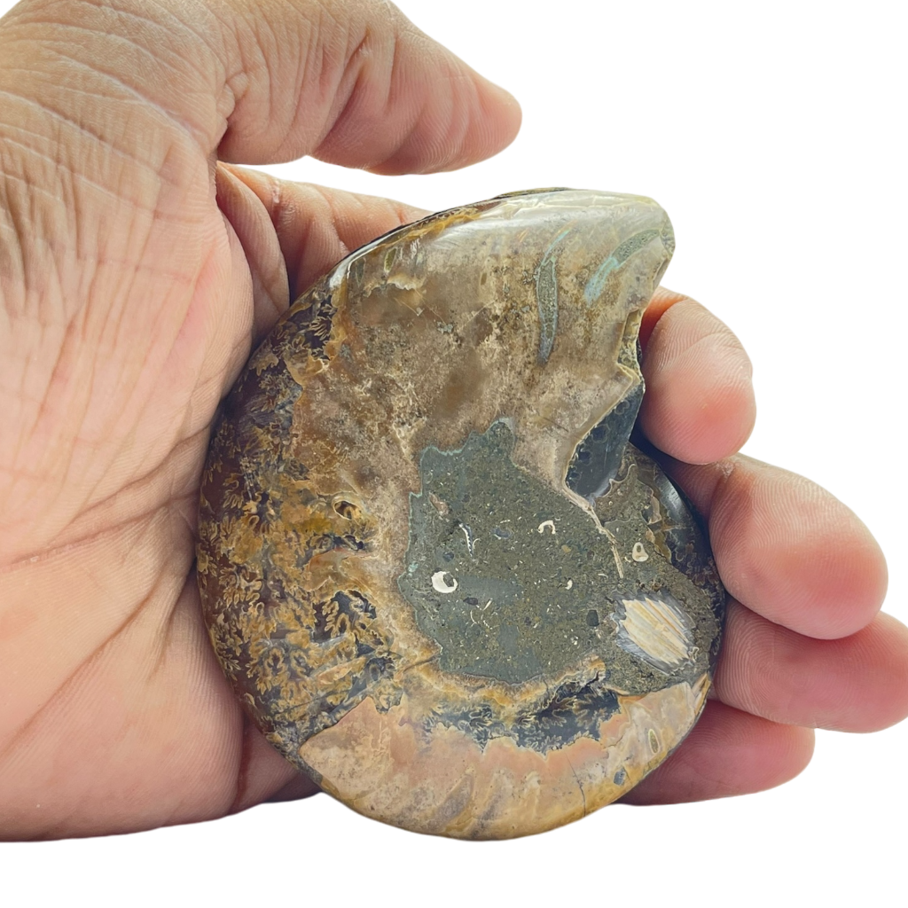 Ammonite (Cleoniceras) Sliced