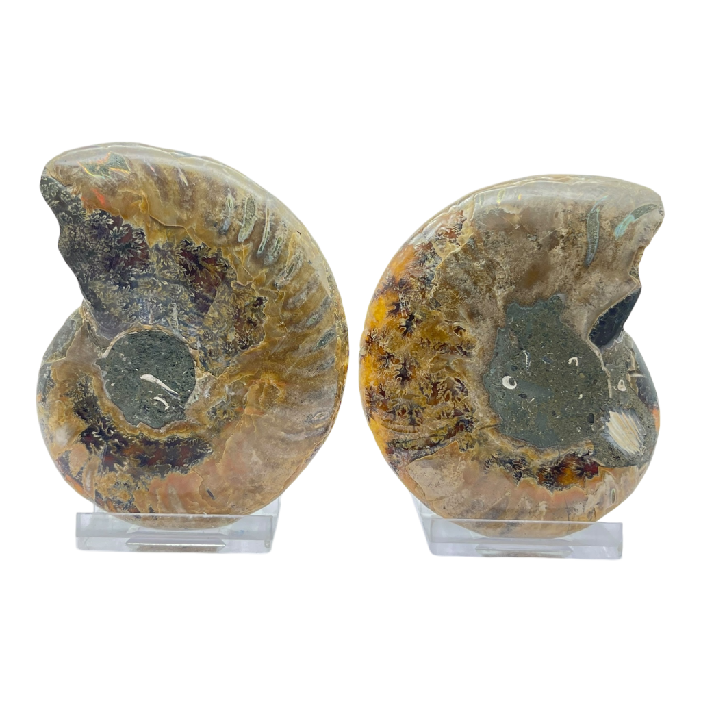 Ammonite (Cleoniceras) Sliced