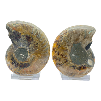 Ammonite (Cleoniceras) Sliced