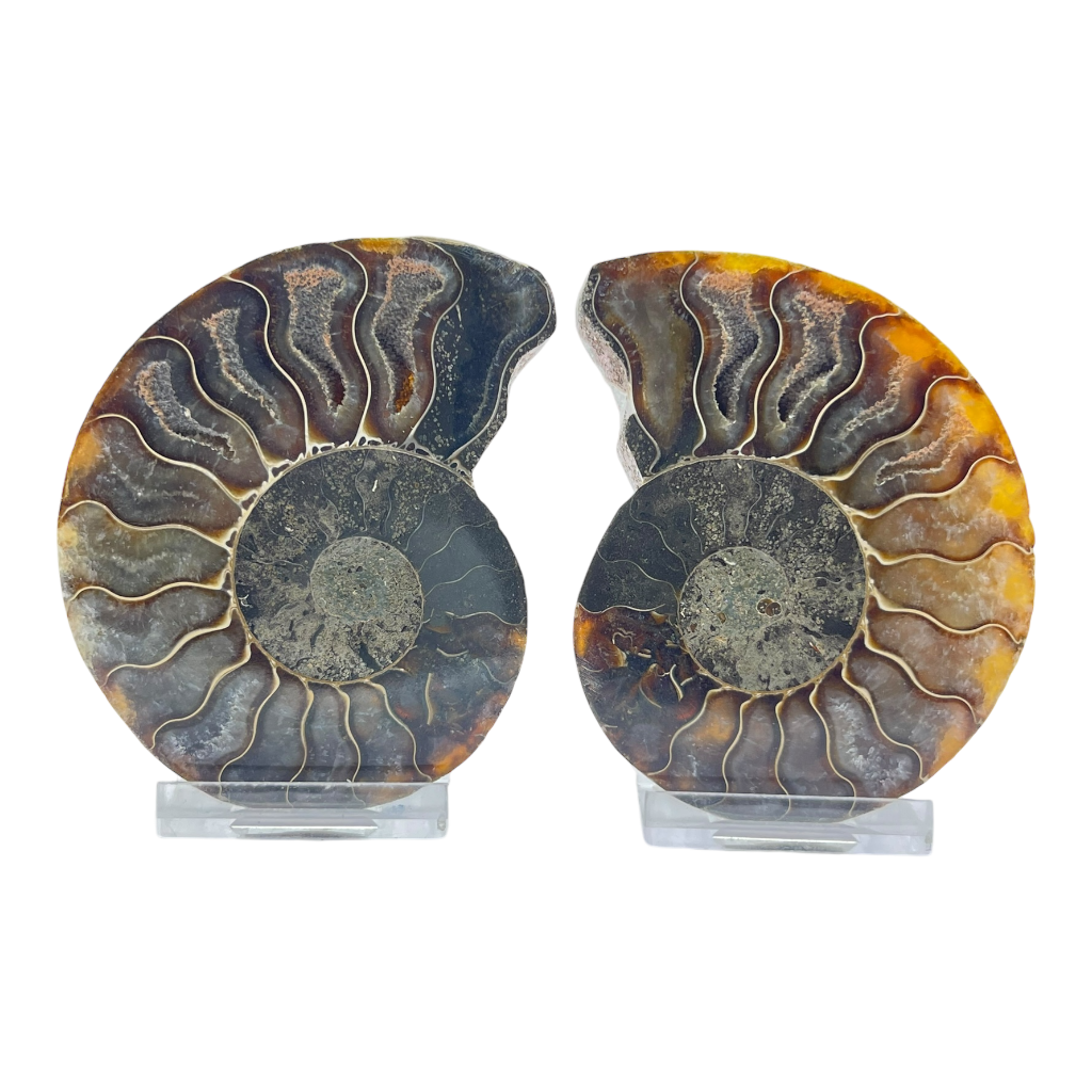 Ammonite (Cleoniceras) Sliced