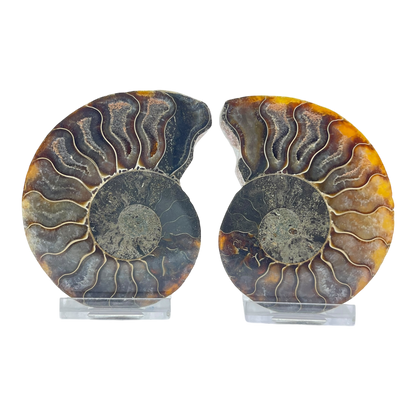 Ammonite (Cleoniceras) Sliced