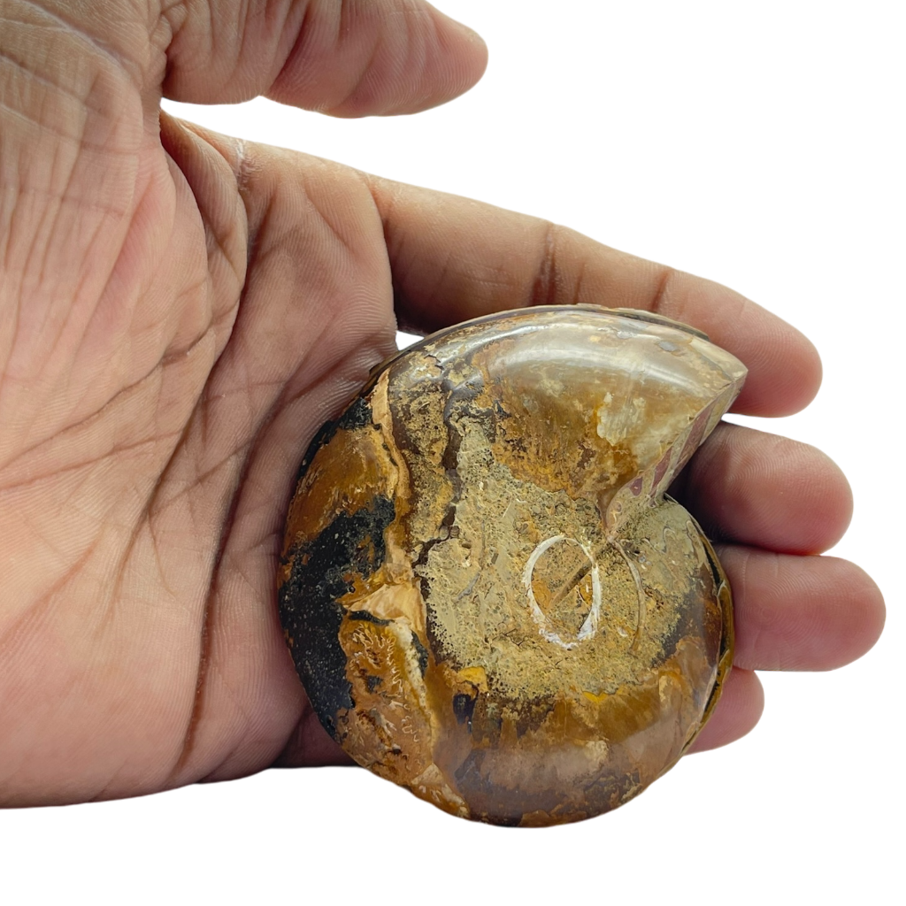 Ammonite (Cleoniceras) Sliced