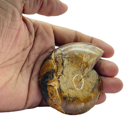 Ammonite (Cleoniceras) Sliced