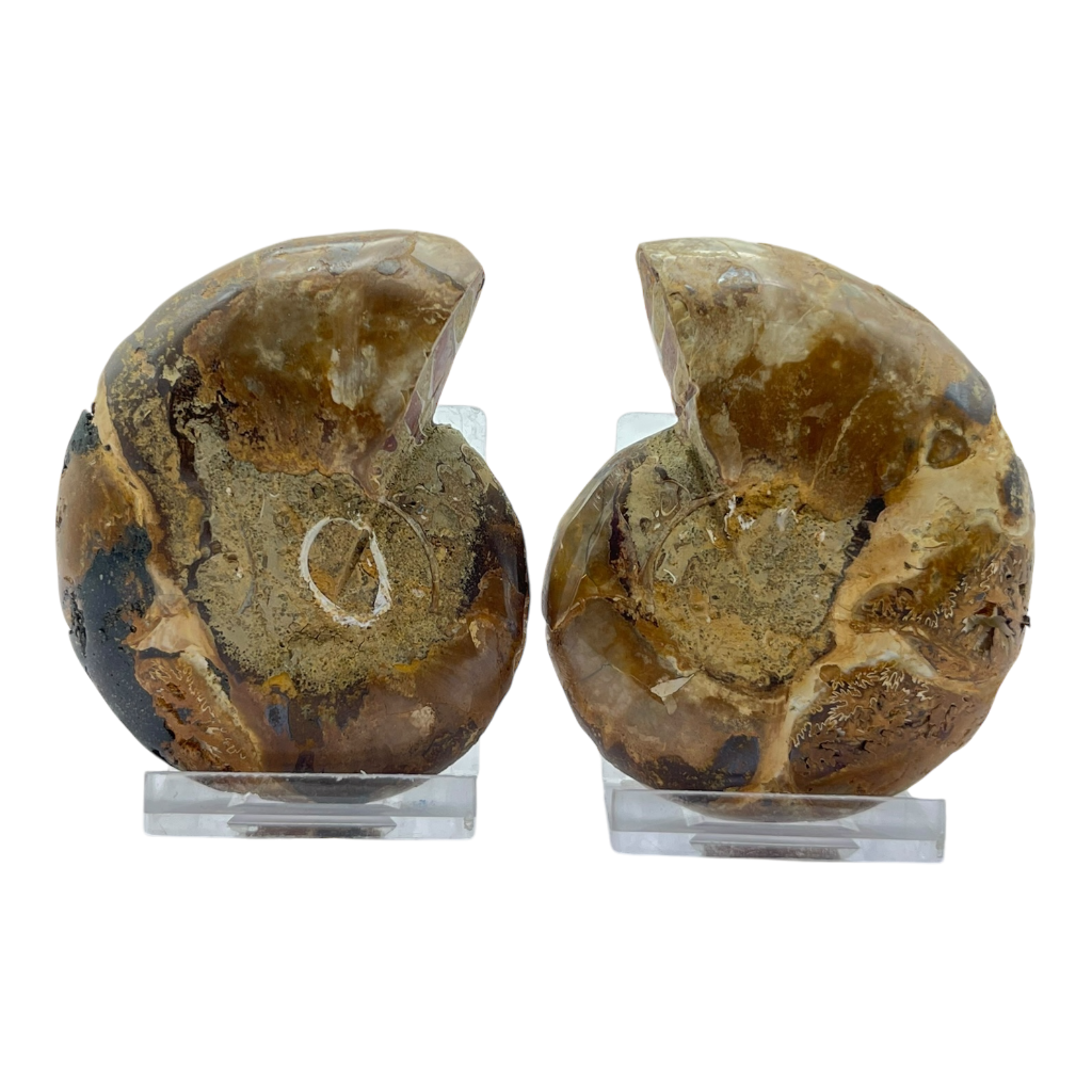 Ammonite (Cleoniceras) Sliced