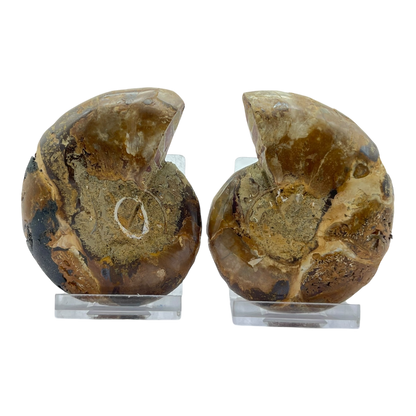 Ammonite (Cleoniceras) Sliced