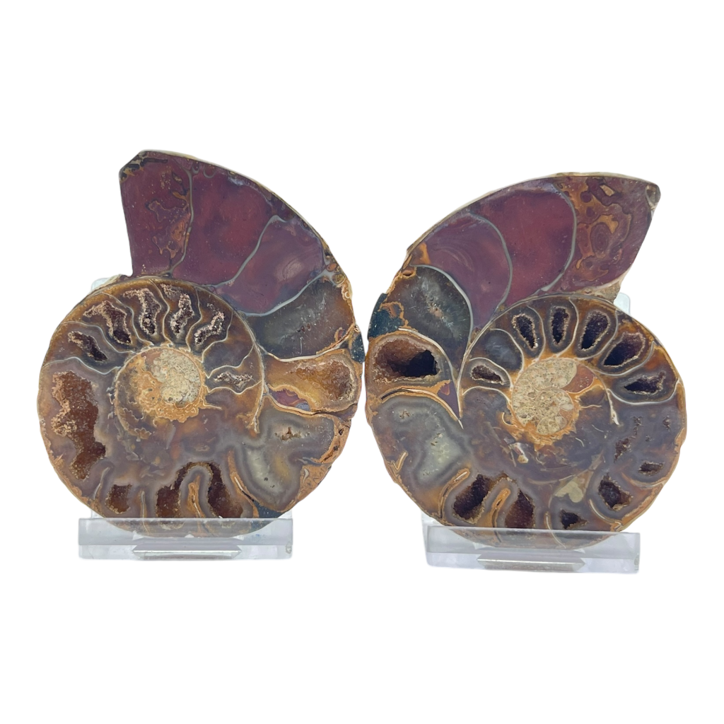 Ammonite (Cleoniceras) Sliced