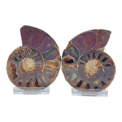 Ammonite (Cleoniceras) Sliced