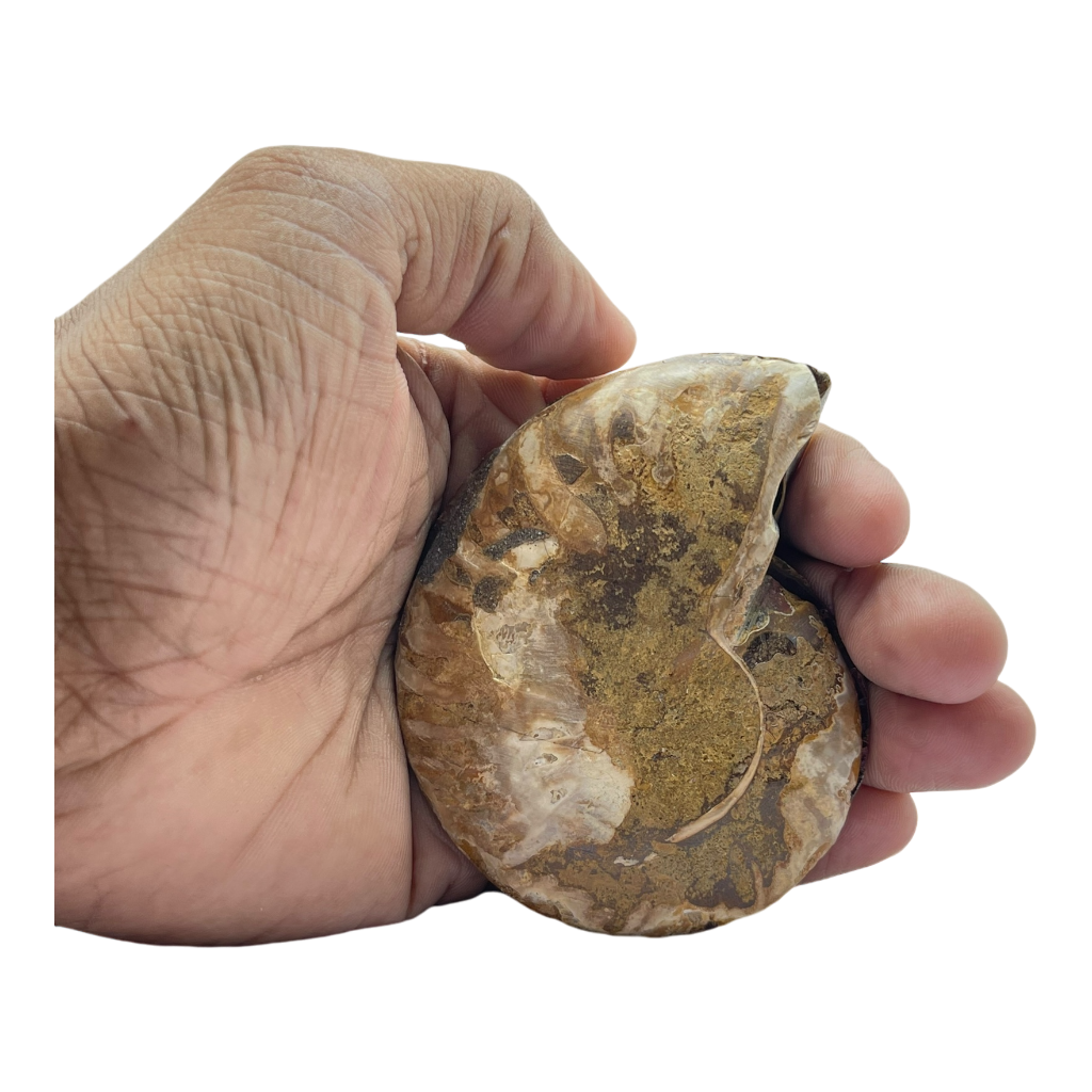 Ammonite (Cleoniceras) Sliced