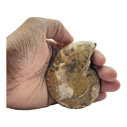 Ammonite (Cleoniceras) Sliced
