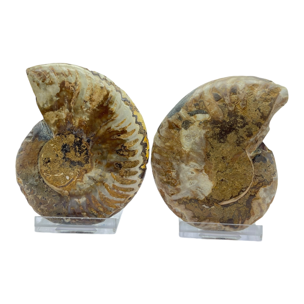 Ammonite (Cleoniceras) Sliced