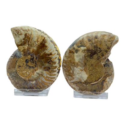 Ammonite (Cleoniceras) Sliced