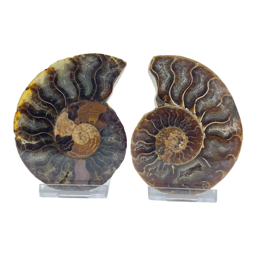 Ammonite (Cleoniceras) Sliced