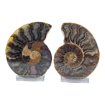Ammonite (Cleoniceras) Sliced