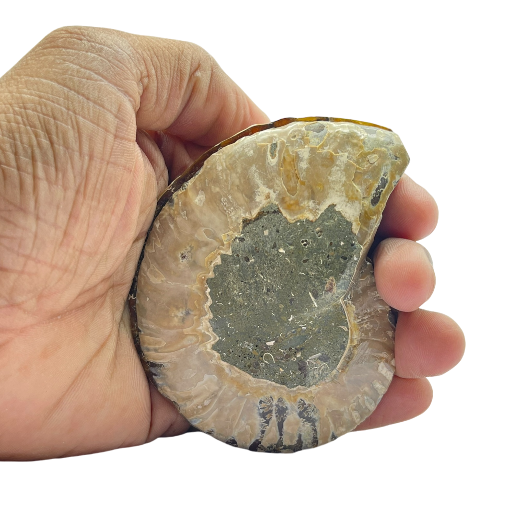 Ammonite (Cleoniceras) Sliced