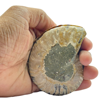 Ammonite (Cleoniceras) Sliced