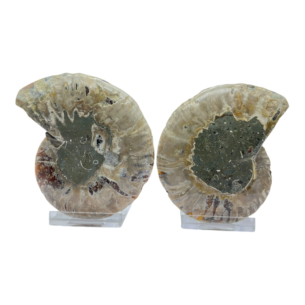 Ammonite (Cleoniceras) Sliced