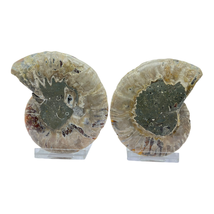 Ammonite (Cleoniceras) Sliced