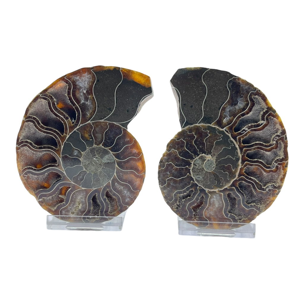 Ammonite (Cleoniceras) Sliced