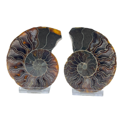 Ammonite (Cleoniceras) Sliced