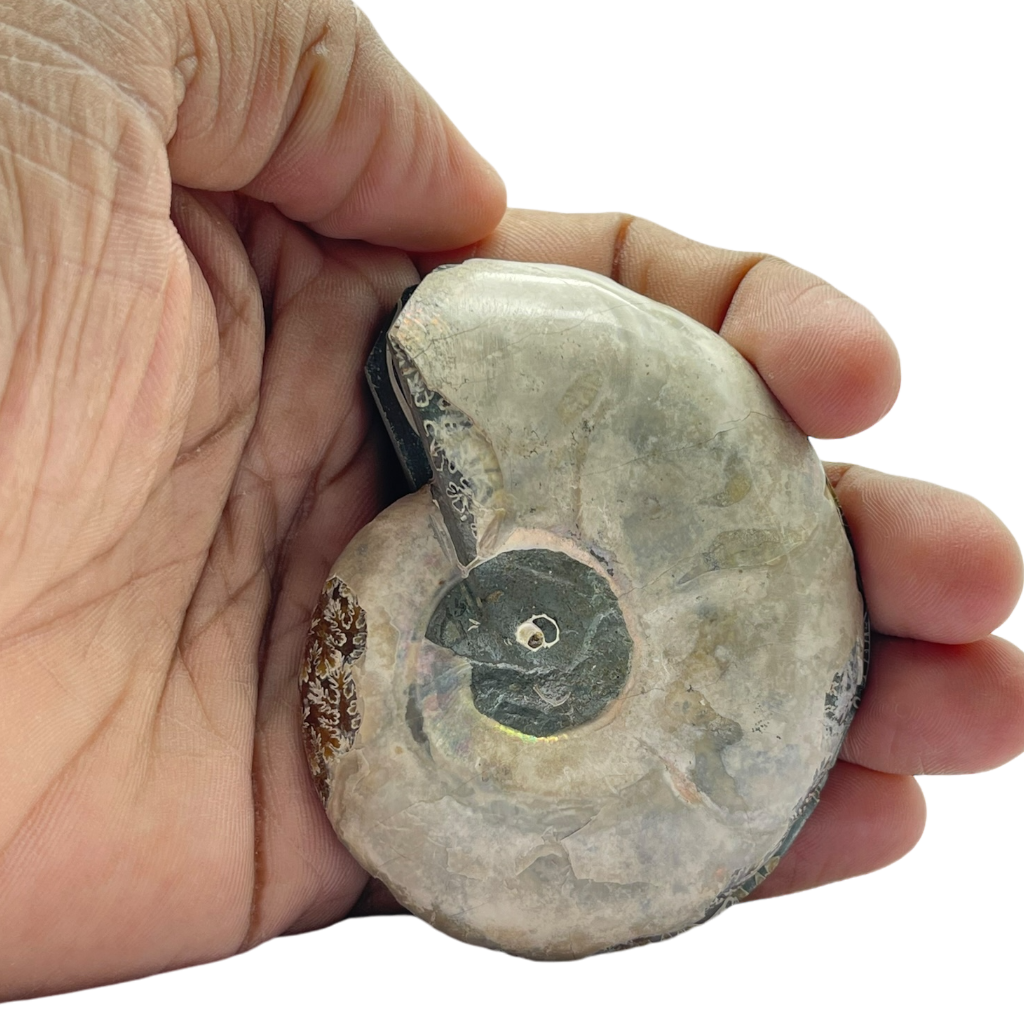 Ammonite (Cleoniceras) Sliced