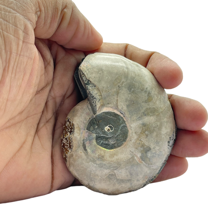 Ammonite (Cleoniceras) Sliced