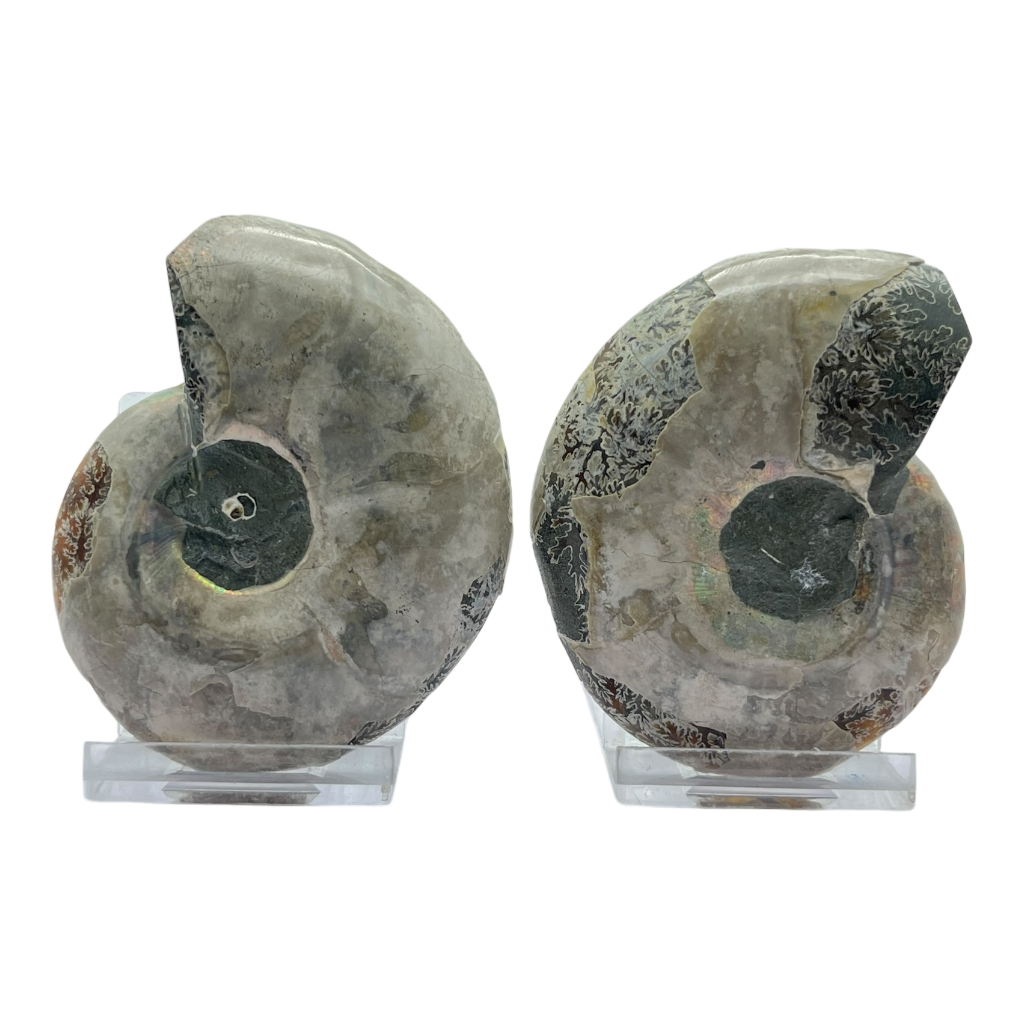 Ammonite (Cleoniceras) Sliced