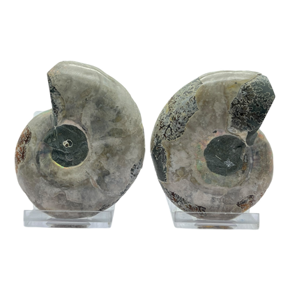 Ammonite (Cleoniceras) Sliced