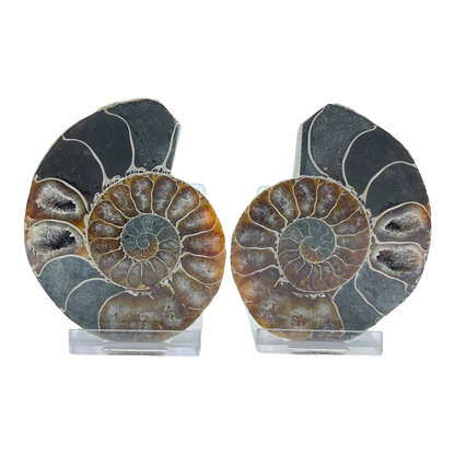 Ammonite (Cleoniceras) Sliced