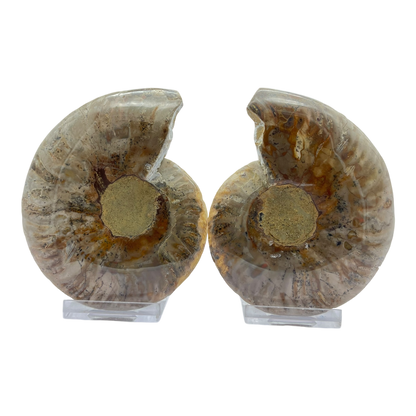 Ammonite (Cleoniceras) Sliced