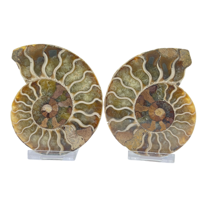 Ammonite (Cleoniceras) Sliced
