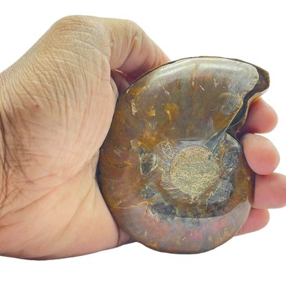 Ammonite (Cleoniceras) Sliced
