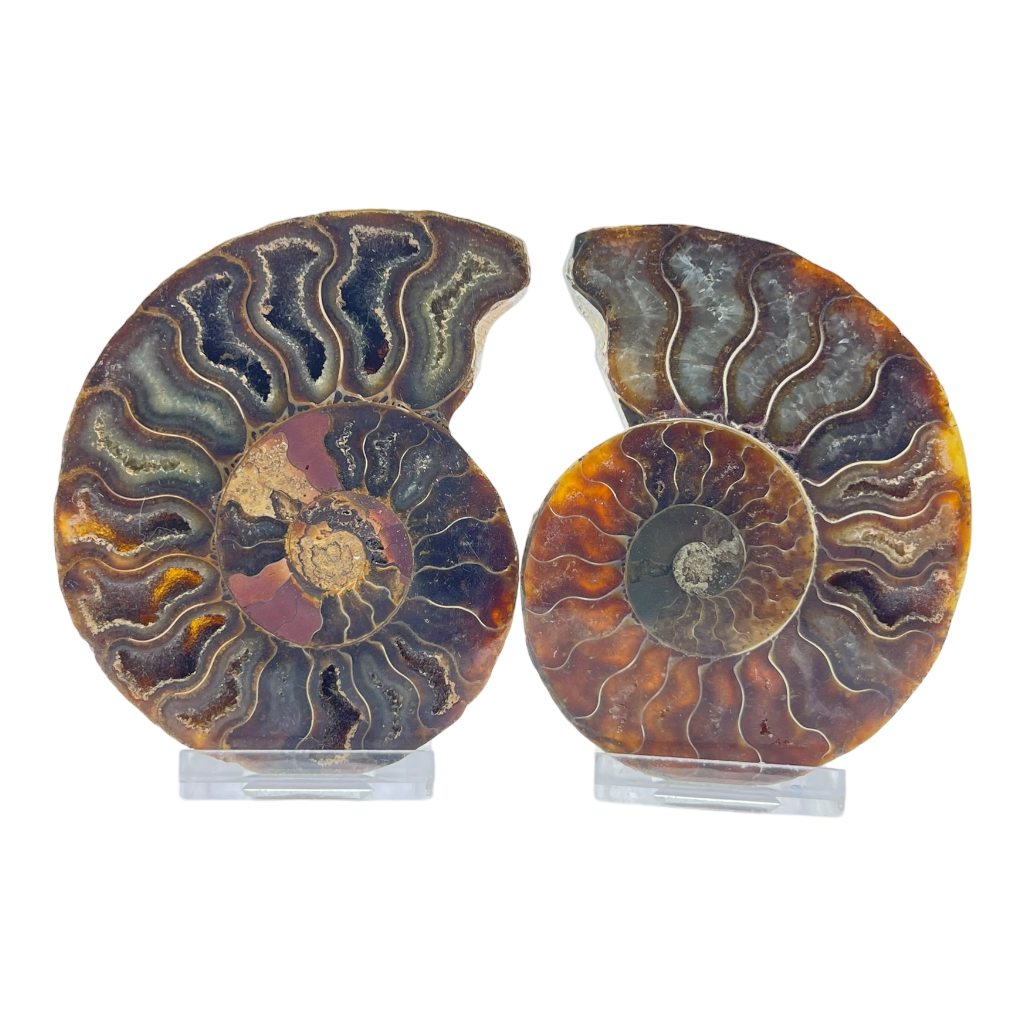 Ammonite (Cleoniceras) Sliced