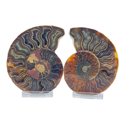 Ammonite (Cleoniceras) Sliced