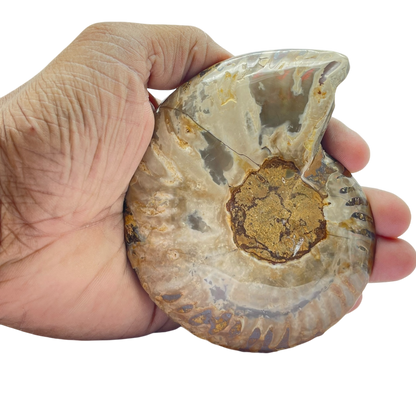 Ammonite (Cleoniceras) Sliced