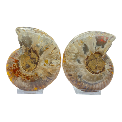 Ammonite (Cleoniceras) Sliced