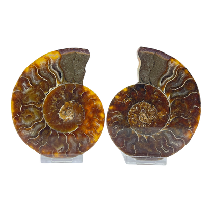 Ammonite (Cleoniceras) Sliced