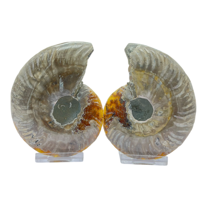 Ammonite (Cleoniceras) Sliced