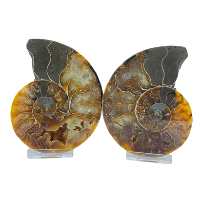 Ammonite (Cleoniceras) Sliced