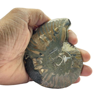 Ammonite (Cleoniceras) Sliced