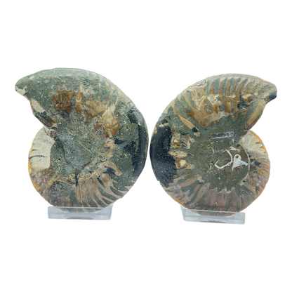 Ammonite (Cleoniceras) Sliced