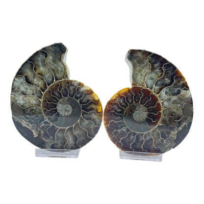 Ammonite (Cleoniceras) Sliced