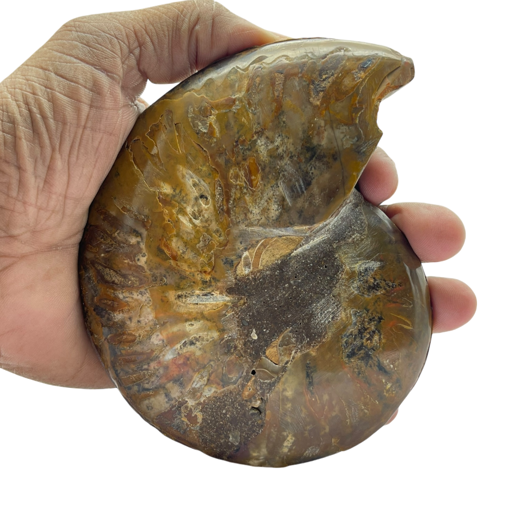 Ammonite (Cleoniceras) Sliced