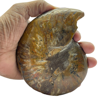 Ammonite (Cleoniceras) Sliced